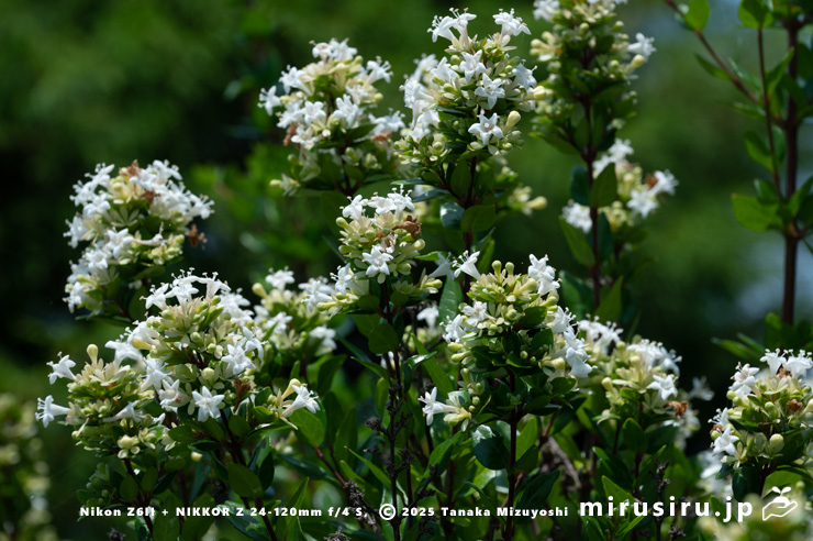 開花中のタイワンツクバネウツギ　鎌倉市・大船フラワーセンター　2025/07/01