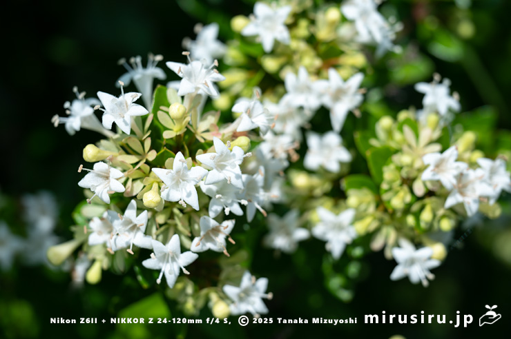 タイワンツクバネウツギの花　鎌倉市・大船フラワーセンター　2025/07/01