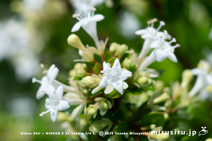 タイワンツクバネウツギの花　鎌倉市・大船フラワーセンター　2025/07/01