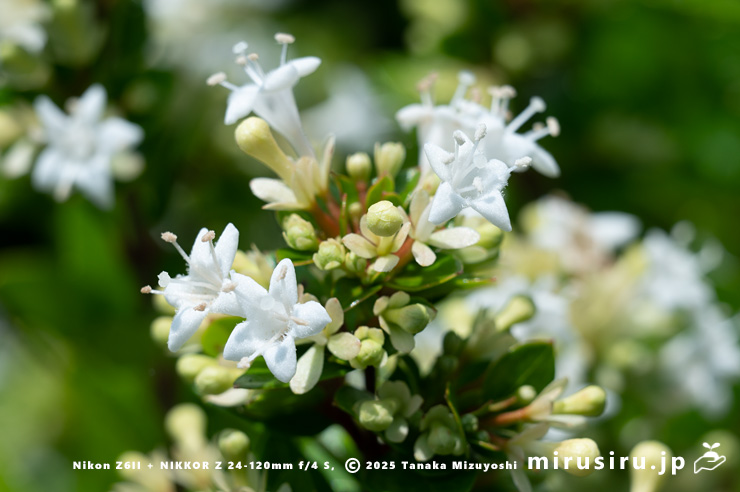 タイワンツクバネウツギの花　鎌倉市・大船フラワーセンター　2025/07/01