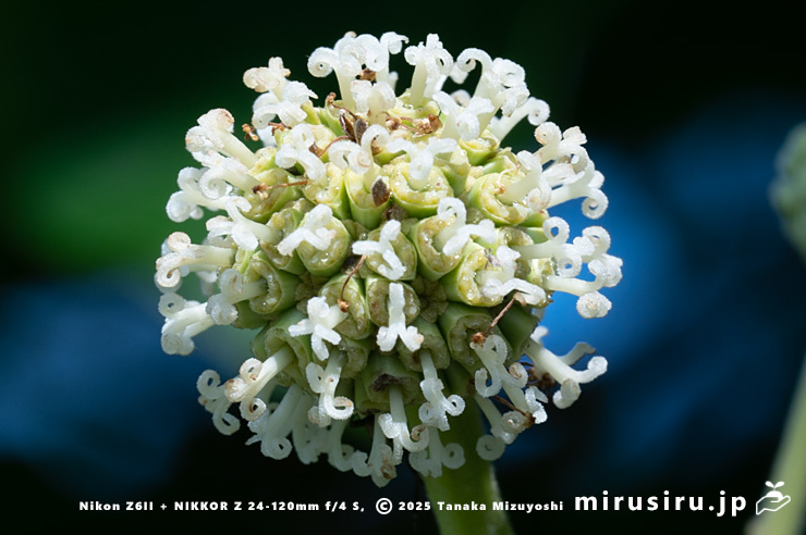 カンレンボク（キジュ）の両性花の雌性期　鎌倉市・大船フラワーセンター　2025/07/22
