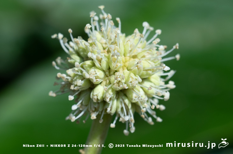 カンレンボク（キジュ）の雄花　鎌倉市・大船フラワーセンター　2025/07/22