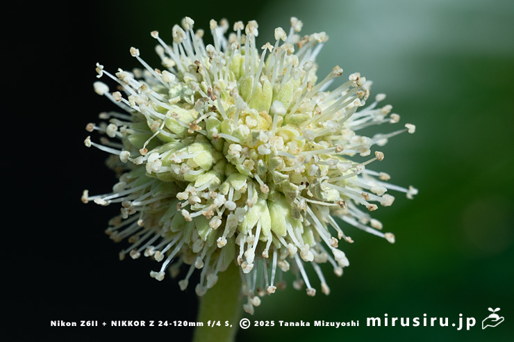 カンレンボク（キジュ）の雄花　鎌倉市・大船フラワーセンター　2025/07/22