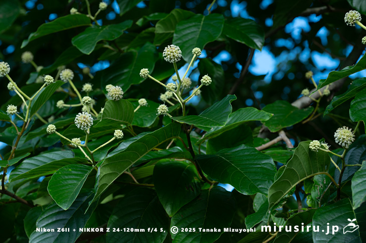 開花中のカンレンボク（キジュ）　鎌倉市・大船フラワーセンター　2025/07/22