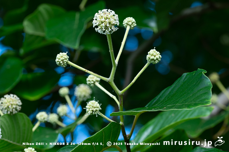 カンレンボク（キジュ）の両性花の雌性期　鎌倉市・大船フラワーセンター　2025/07/22