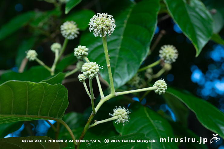 カンレンボク（キジュ）の両性花の雌性期　鎌倉市・大船フラワーセンター　2025/07/22