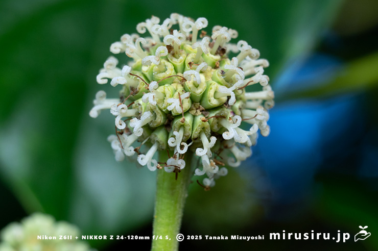 カンレンボク（キジュ）の両性花の雌性期　鎌倉市・大船フラワーセンター　2025/07/22