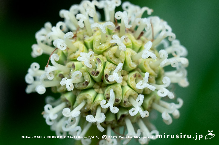 カンレンボク（キジュ）の両性花の雌性期　鎌倉市・大船フラワーセンター　2025/07/22