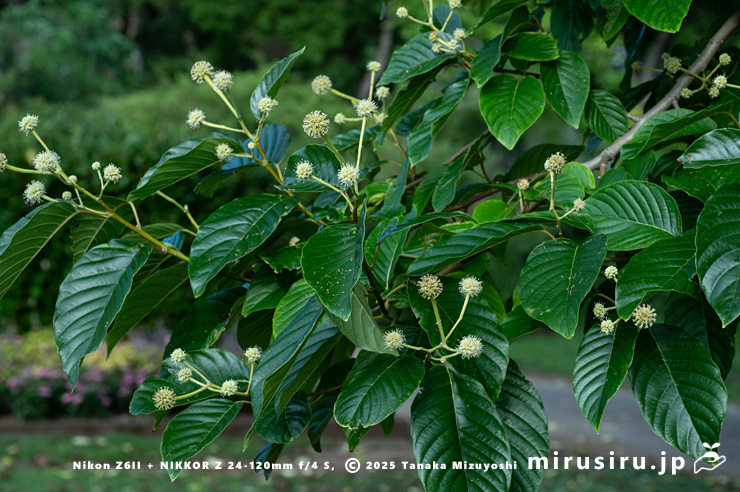 開花中のカンレンボク（キジュ）　鎌倉市・大船フラワーセンター　2025/07/22