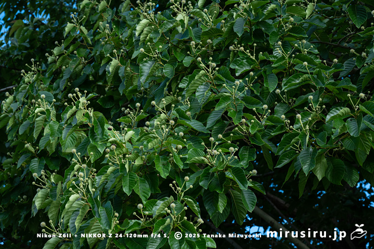 開花中のカンレンボク（キジュ）　鎌倉市・大船フラワーセンター　2025/07/22