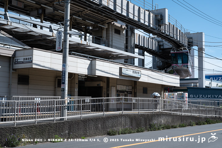道端に帰化した開花中のヤナギバルイラソウ　鎌倉市・湘南モノレール「西鎌倉駅」　2025/07/27