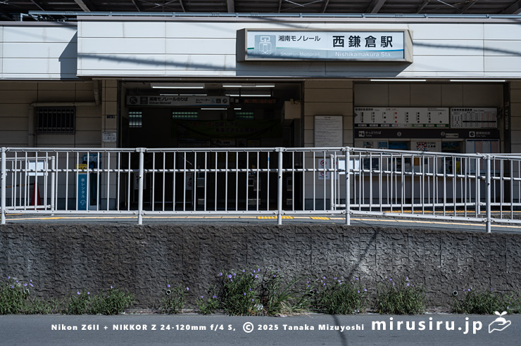 道端に帰化した開花中のヤナギバルイラソウ　鎌倉市・湘南モノレール「西鎌倉駅」　2025/07/27