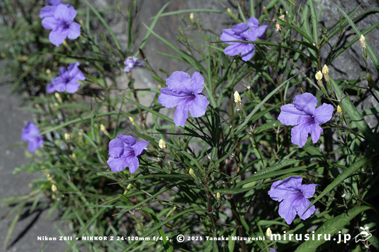 道端に帰化した開花中のヤナギバルイラソウ　鎌倉市・湘南モノレール「西鎌倉駅」　2025/07/27