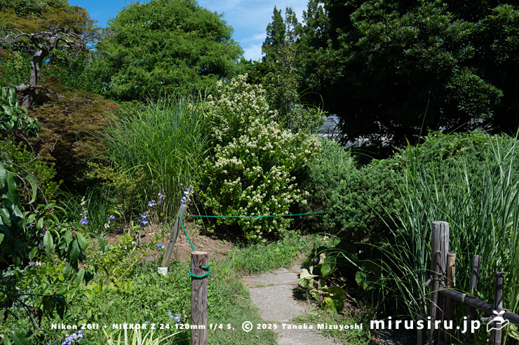 開花中のタイワンツクバネウツギ　鎌倉市・大船フラワーセンター　2025/07/27