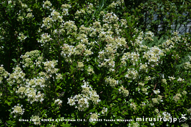 開花中のタイワンツクバネウツギ　鎌倉市・大船フラワーセンター　2025/07/27