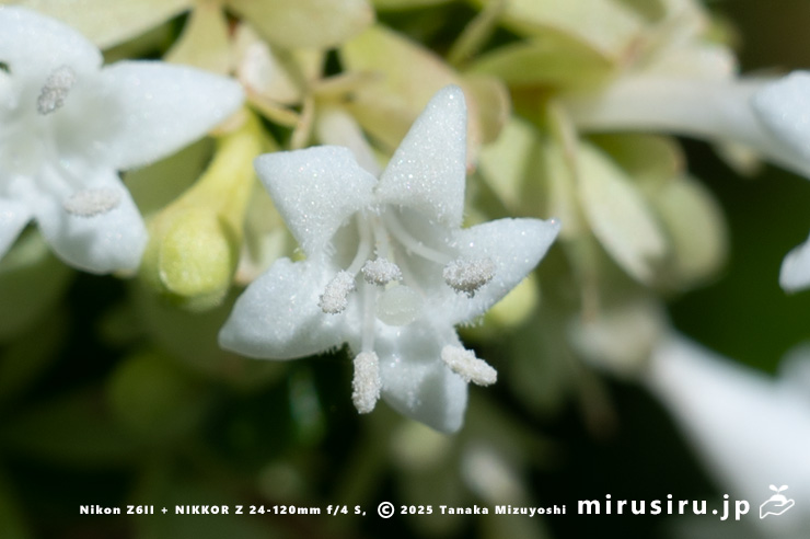 タイワンツクバネウツギの花　鎌倉市・大船フラワーセンター　2025/07/27