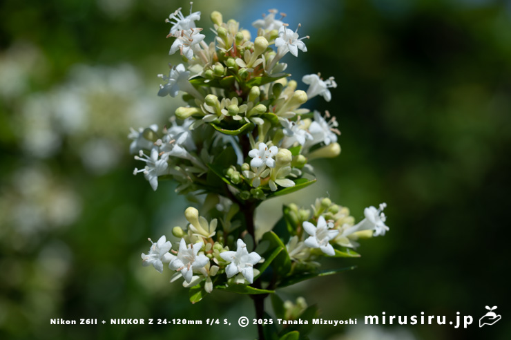 タイワンツクバネウツギの花　鎌倉市・大船フラワーセンター　2025/07/27