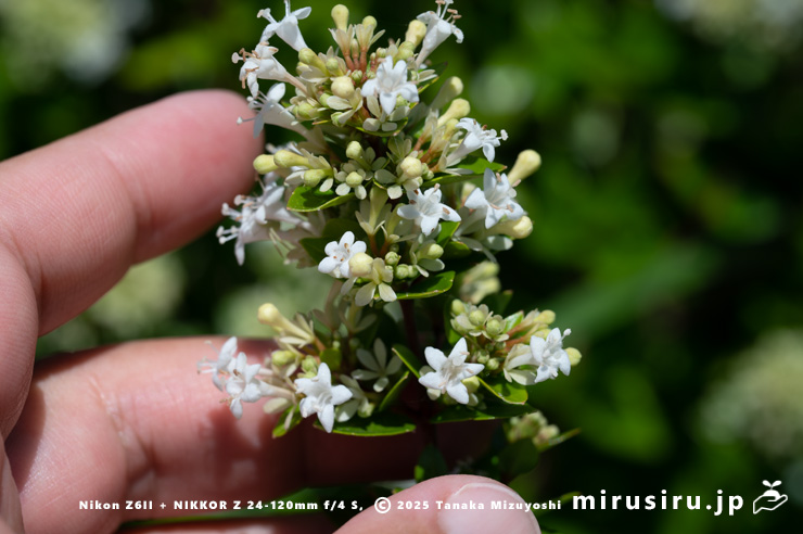 タイワンツクバネウツギの花のサイズ感　鎌倉市・大船フラワーセンター　2025/07/27