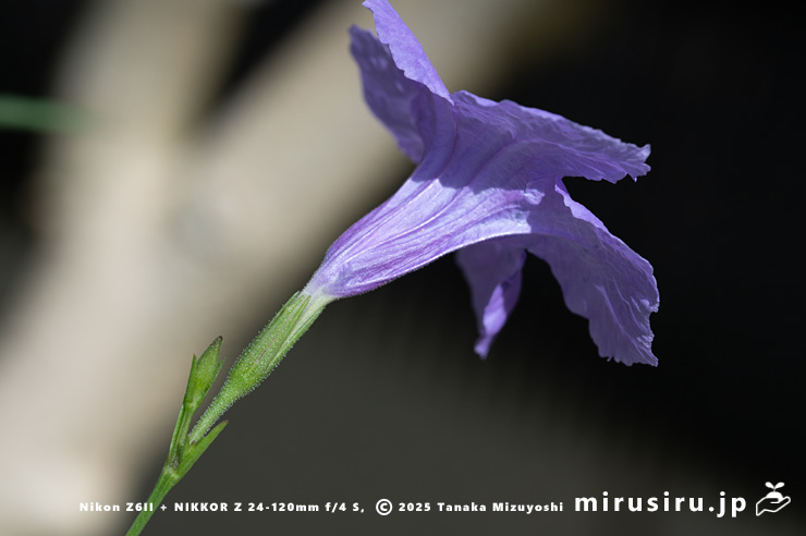 ヤナギバルイラソウの花　鎌倉市・大船フラワーセンター　2025/07/27