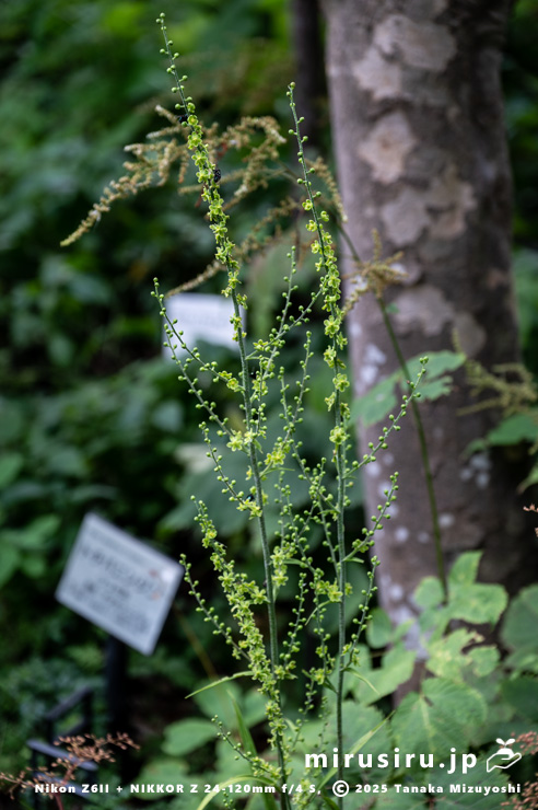 開花中のアオヤギソウ　東京都小平市・東京都薬用植物園　2025/07/31