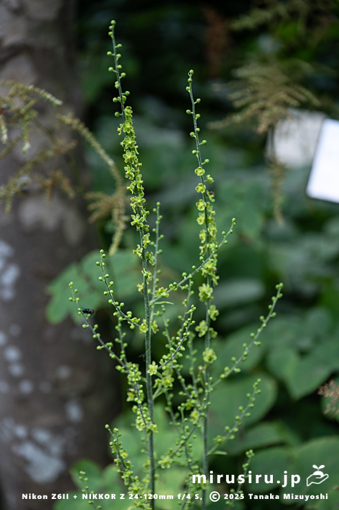 開花中のアオヤギソウ　東京都小平市・東京都薬用植物園　2025/07/31