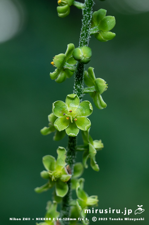 アオヤギソウの花　東京都小平市・東京都薬用植物園　2025/07/31