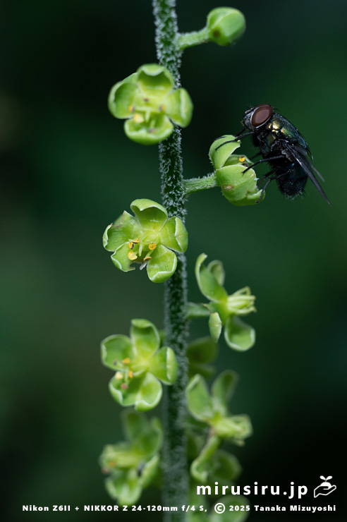 アオヤギソウの花　東京都小平市・東京都薬用植物園　2025/07/31
