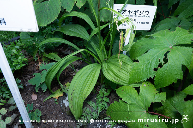 アオヤギソウの葉　東京都小平市・東京都薬用植物園　2025/07/31