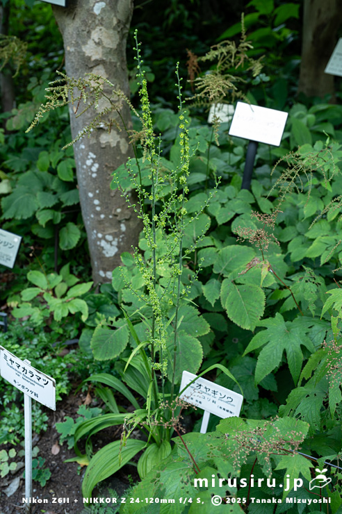 開花中のアオヤギソウ　東京都小平市・東京都薬用植物園　2025/07/31