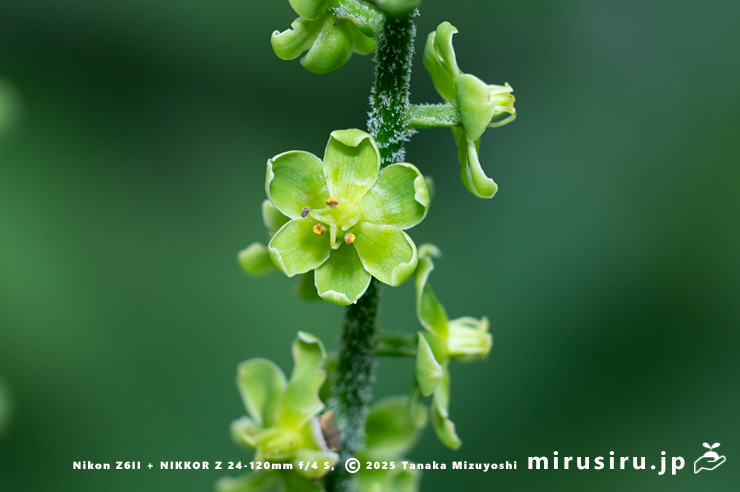 アオヤギソウの花　東京都小平市・東京都薬用植物園　2025/07/31