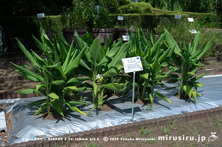 開花中のウコン（秋ウコン）　東京都小平市・東京都薬用植物園　2025/07/31