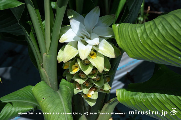 ウコン（秋ウコン）の花序　東京都小平市・東京都薬用植物園　2025/07/31