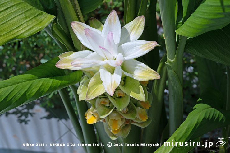 ウコン（秋ウコン）の花序　東京都小平市・東京都薬用植物園　2025/07/31