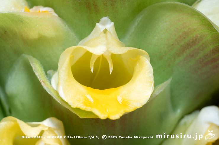 ウコン（秋ウコン）の花　東京都小平市・東京都薬用植物園　2025/07/31