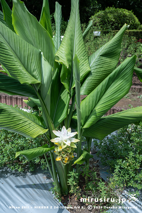 開花中のウコン（秋ウコン）　東京都小平市・東京都薬用植物園　2025/07/31