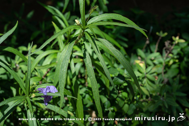 ヤナギバルイラソウの葉　鎌倉市・大船フラワーセンター　2025/08/18