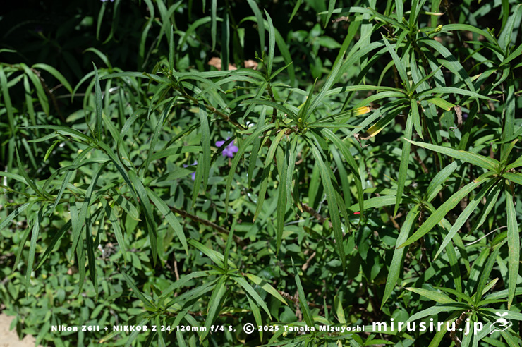 ヤナギバルイラソウの葉　鎌倉市・大船フラワーセンター　2025/08/18