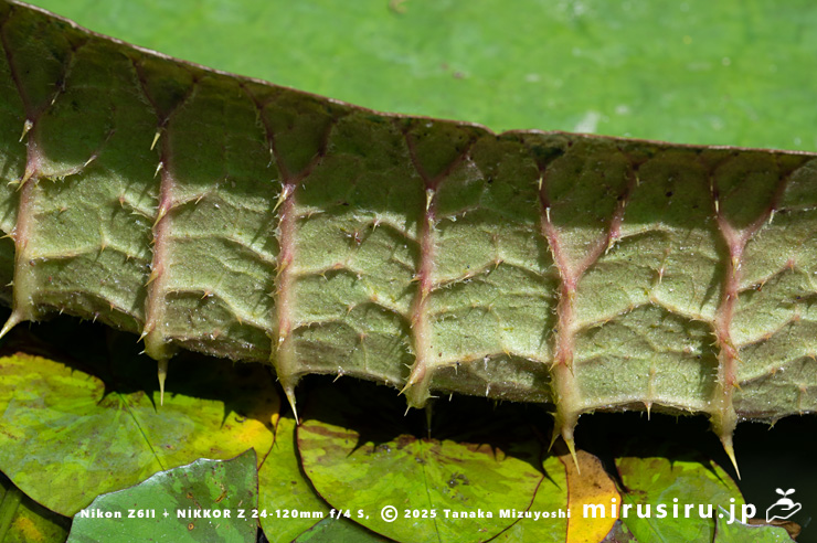 パラグアイオニバスの葉の縁にある棘　鎌倉市・大船フラワーセンター　2025/08/18