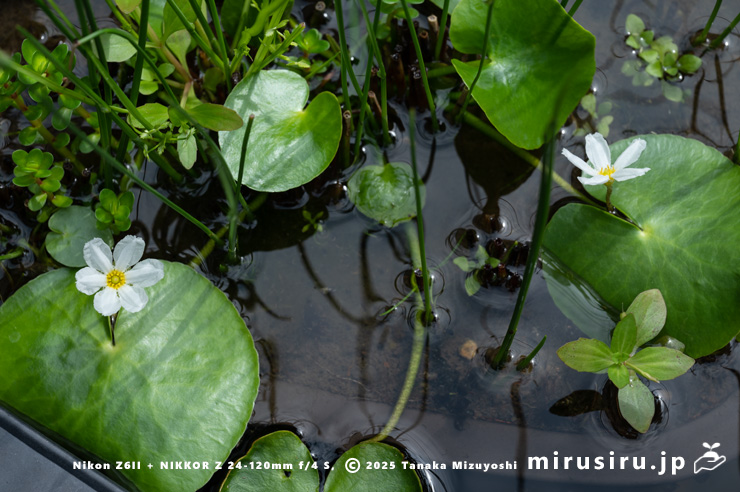 開花中のハナガガブタ（バナナプラント）　茅ヶ崎市浜之郷　2025/09/09　09：31