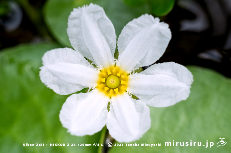 ガガブタ（バナナプラント）の六弁花　茅ヶ崎市浜之郷　2025/09/09　09：38