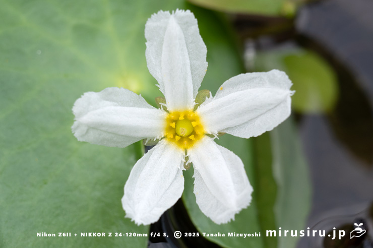 ガガブタ（バナナプラント）の花　茅ヶ崎市浜之郷　2025/09/09　09：39