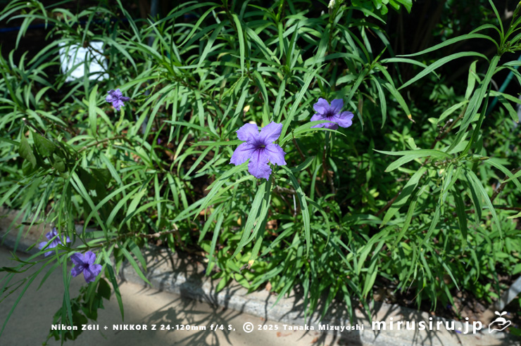 開花中のヤナギバルイラソウ　鎌倉市・大船フラワーセンター　2025/09/09