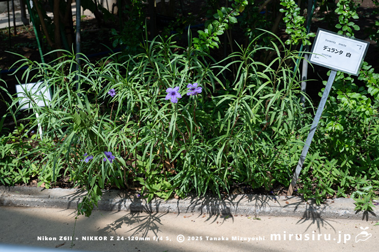 開花中のヤナギバルイラソウ　鎌倉市・大船フラワーセンター　2025/09/09