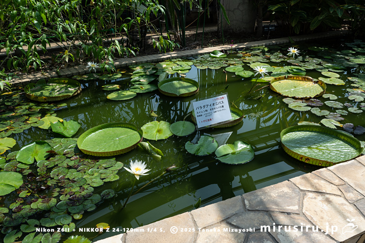 旧温室で栽培されているパラグアイオニバス（白花は熱帯スイレン）　鎌倉市・大船フラワーセンター　2025/09/09