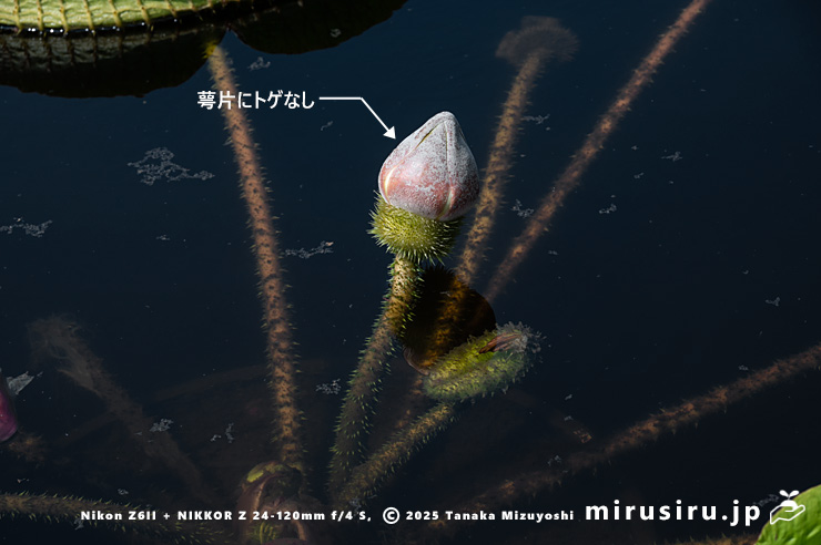 パラグアイオニバスの（翌日の夜に開花する）蕾　鎌倉市・大船フラワーセンター　2025/09/09