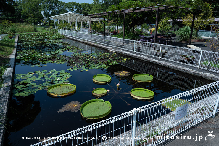 スイレン池で栽培されているパラグアイオニバスの鉢植え　鎌倉市・大船フラワーセンター　2025/09/09