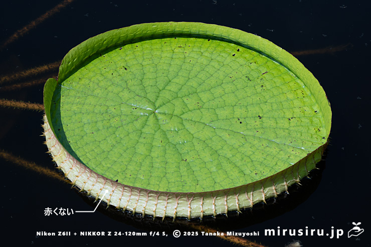 パラグアイオニバスの葉　鎌倉市・大船フラワーセンター　2025/09/09