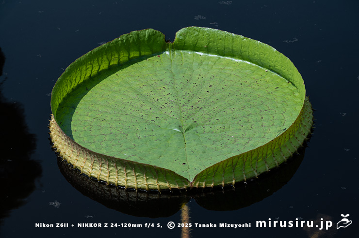 パラグアイオニバスの葉　鎌倉市・大船フラワーセンター　2025/09/09