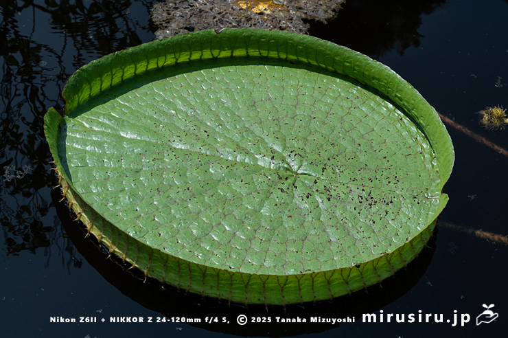 パラグアイオニバスの葉　鎌倉市・大船フラワーセンター　2025/09/09