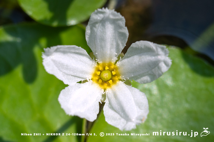 ハナガガブタ（バナナプラント）の花　茅ヶ崎市浜之郷　2025/09/10　09：15